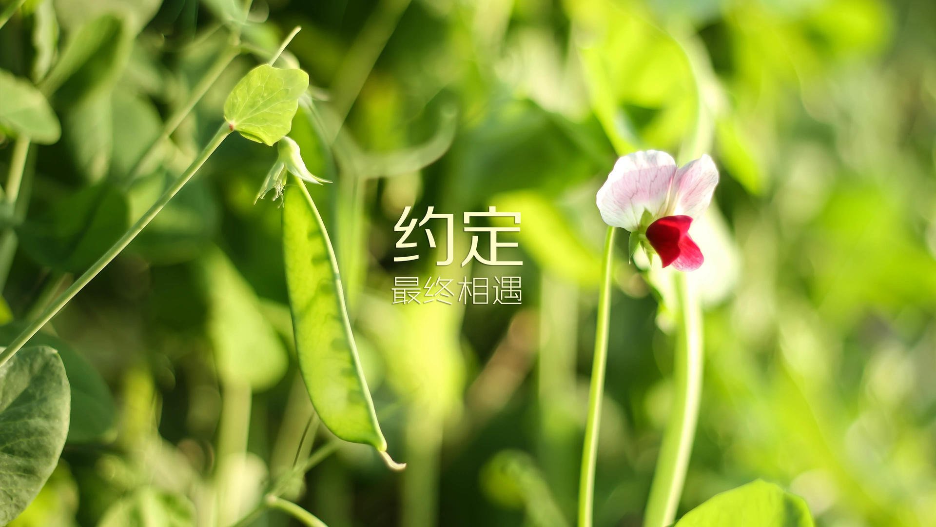 AYX GAMING-【战术艺术】马克·塞尔比：用细腻的防守策略赢得胜利，马克塞尔比厉害吗