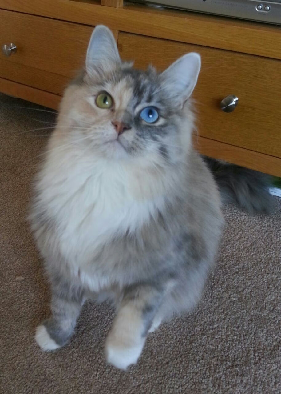 篮球专项技能动作捕捉技术研发与教学应用，篮球的专项技术动作