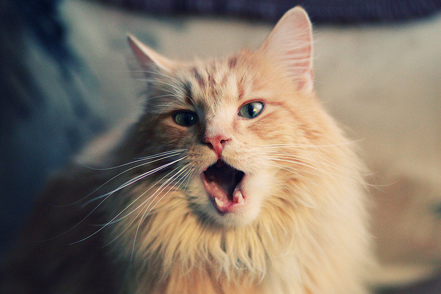 体育新闻中心构建体育赛事内容数字管理平台，体育赛事媒体运行服务