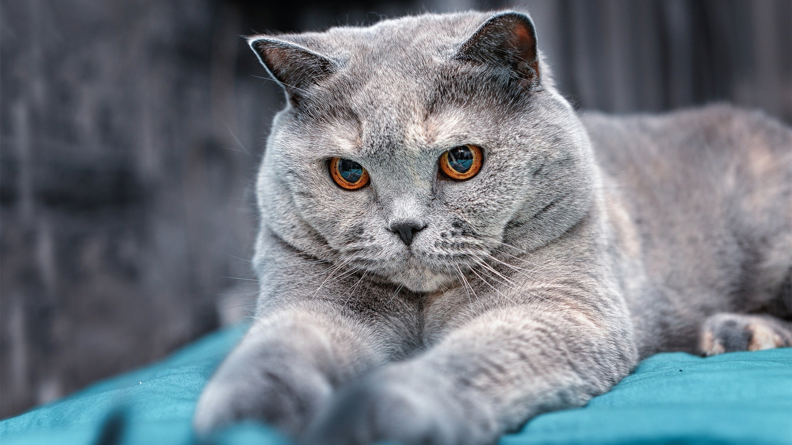 帕利斯特展现新生代自由泳力量，帕特里斯