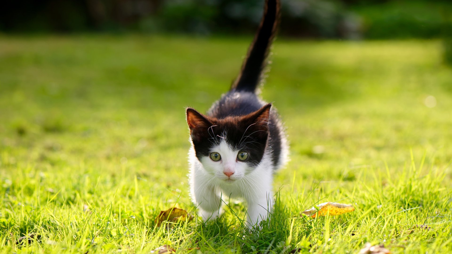 马克·阿特金森：南非队的秘密武器，突破对手防线如入无人之境